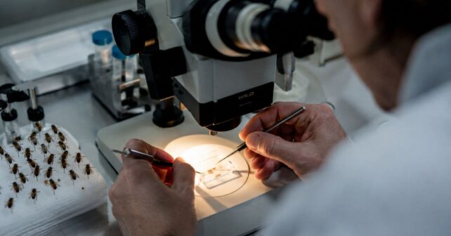 Científico manipula abejas en laboratorio para desarrollar colonias resistentes al ácaro varroa