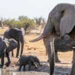 Les scientifiques découvrent que l'éléphant le plus âgé du troupeau n'est pas une gêne mais plutôt sa mémoire vivante : lorsqu'il meurt, le groupe perd à jamais la carte des points d'eau et il faudra des décennies pour en avoir une autre qui s'en souvienne.