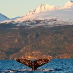 Les volcans qui ont rendu les baleines géantes et changé la vie dans les océans