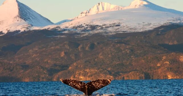 los volcanes que hicieron gigantes a las ballenas