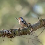 Madrid alloue des aides pour protéger la biodiversité et financera à 100% des initiatives de conservation