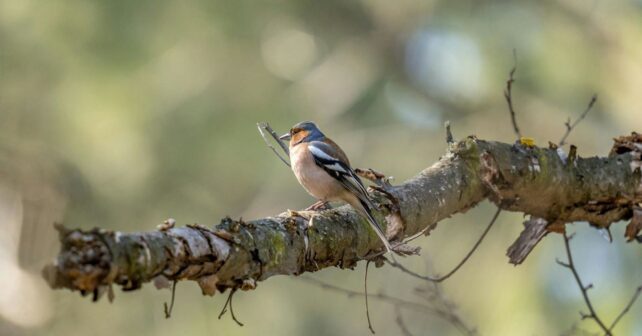 Madrid destina ayudas para proteger la biodiversidad mediante proyectos de conservación ambiental