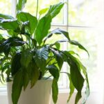 Ni dans le salon ni dans la cuisine : l'endroit exact de votre maison où placer les lys pour qu'ils poussent sains et forts