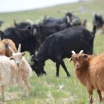 Nous pensons depuis des années que « les chèvres ne mangent que de l'herbe » mais c'était une erreur ; 25 ans après avoir placé des capteurs sur des chèvres dans le désert de Mongolie, on sait désormais qu'elles ne sont pas responsables de la désertification