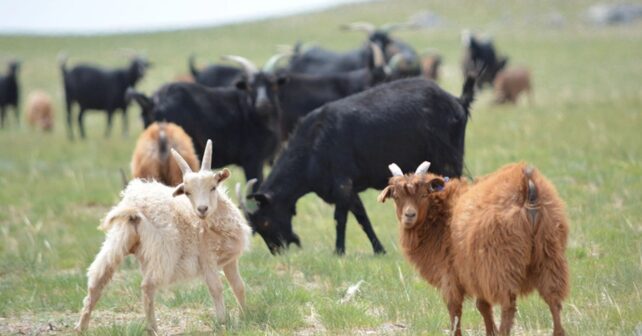Cabras pastando en las praderas del desierto de Mongolia durante un estudio sobre desertificación y sobrepastoreo.