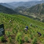 Personne ne l'a vu venir, mais le Pakistan a copié la Chine et constitue désormais une référence : il plante 10 milliards d'arbres pour inverser des décennies de destruction des écosystèmes.