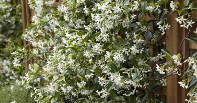 Jazmín estrella trepando por una celosía en una terraza soleada con abundantes flores blancas