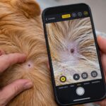 Peu de gens le savent mais l'iPhone possède une fonction cachée parfaite pour détecter les tiques cachées sous les poils de votre chien