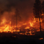 Pourquoi les grands incendies de forêt sont de plus en plus difficiles à contrôler et détruisent davantage de territoire