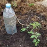Pourquoi les jardiniers enterrent-ils les bouteilles à côté des tomates alors que les premières canicules arrivent ?