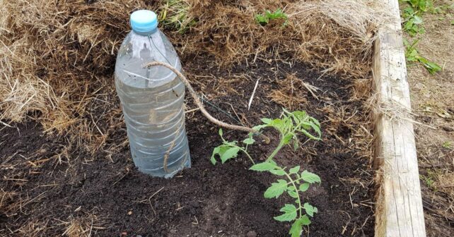 Botella enterrada junto a una tomatera para crear un sistema de riego por goteo casero durante una ola de calor.