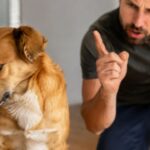 Si votre chien tourne la tête lorsque vous lui parlez, ce n'est pas parce qu'il vous comprend, les vétérinaires s'accordent à dire que c'est un symptôme de nervosité et de stress.