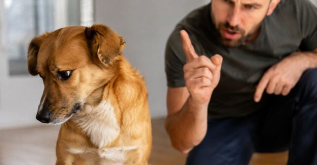 Perro girando la cabeza y evitando la mirada mientras su dueño le habla en tono de reprimenda.