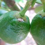 Trouble agricole en Espagne après la découverte du CISC qui parvient pour la première fois à faire taire les gènes de l'insecte invasif qui menace les agrumes depuis des années