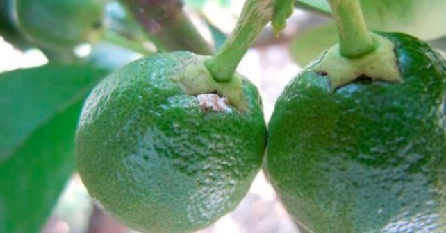 Frutos cítricos afectados por el cotonet de Sudáfrica, la plaga cuyo control mediante silenciamiento genético estudia el CSIC.