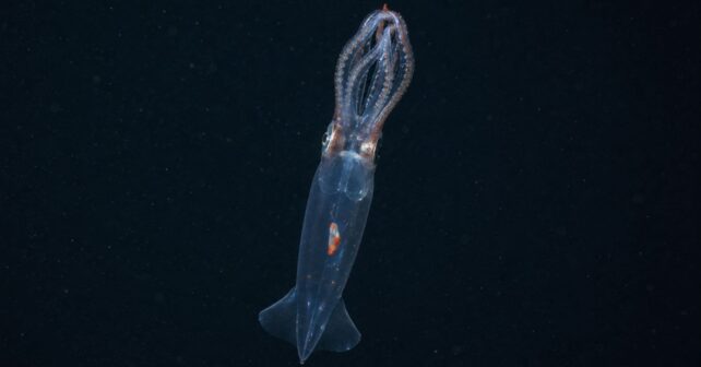 Calamar de cristal antártico Galiteuthis glacialis nadando a 687 metros de profundidad bajo el hielo de la Antártida.
