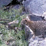 Un nouveau lionceau offre de l'espoir pour la conservation du Jaguar