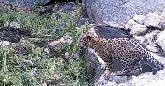 Naawa capturée par une caméra animalière se préparant à prendre un verre d'eau.