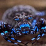 Une araignée crabe fluorescente qui émet une lumière bleue se trouve sur le plateau le plus reculé d'Angola et est déjà l'un des animaux les plus étranges jamais enregistrés au monde.