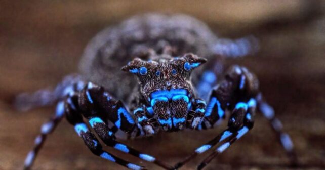 Araña cangrejo fluorescente azul descubierta en la meseta de Lisima, Angola, durante una expedición científica.