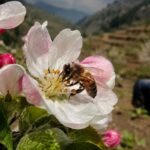 Une étude prévient que l'alimentation mondiale est en grave danger et que la solution est de sauver les abeilles