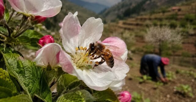 Abeja polinizando una flor de manzano en un cultivo agrícola, clave para la producción mundial de alimentos.