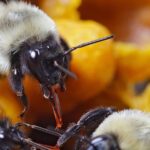 Une étude redéfinit ce que nous savions et confirme que ce sont les abeilles ouvrières qui décident secrètement qui sera la prochaine reine de la colonie
