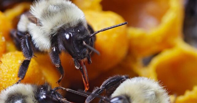 Abejas obreras alimentando a otras integrantes de la colonia en un nido de abejorros.