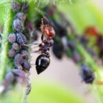 Vous n'avez besoin que d'une bouteille et de colle pour vous débarrasser des pucerons et des fourmis dans votre jardin : l'astuce des experts pour vous débarrasser du pire ravageur