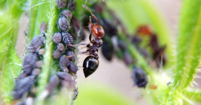 Hormiga cuidando una colonia de pulgones en el tallo de una planta infestada.