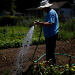 Arroser son potager en pleine canicule peut griller vos plantes au lieu de les sauver voici quand le faire