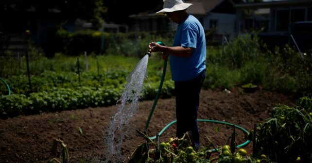 Arroser son potager en pleine canicule peut griller vos plantes au lieu de les sauver voici quand le faire