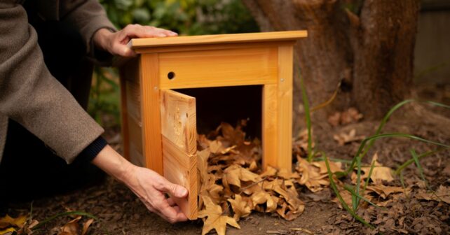 Avant les premières gelées placez ceci dans votre jardin pour aider les hérissons à passer lʼhiver