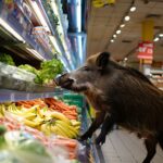« Il sʼest installé au rayon frais » un sanglier sème la panique dans un supermarché de Vendée