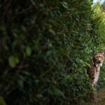 ʼJe lʼai vu sortir de la haie juste devant moiʼ : un lynx photographié pour la première fois dans ce massif du Jura