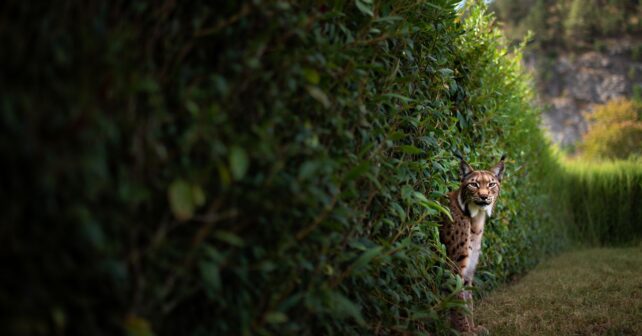 ʼJe lʼai vu sortir de la haie juste devant moiʼ : un lynx photographié pour la première fois dans ce massif du Jura