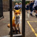 ʼles enfants lʼont vu passer la grilleʼ un renard surpris en pleine récréation dans une école de Moselle