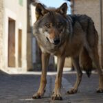 « On a dʼabord cru à un gros chien » une louve filmée en plein jour dans un village de Haute-Loire
