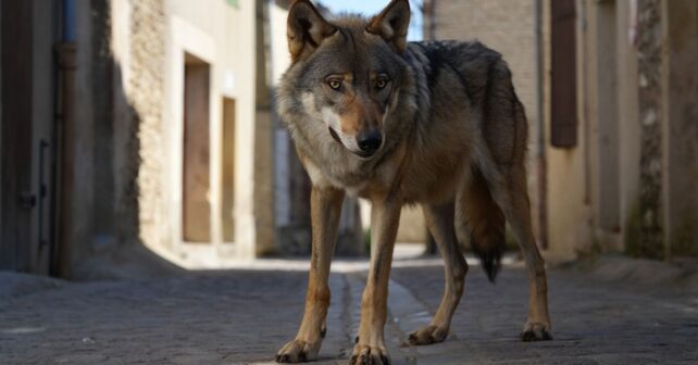 ʼon a dʼabord cru à un gros chienʼ une louve filmée en plein jour dans un village de Haute-Loire