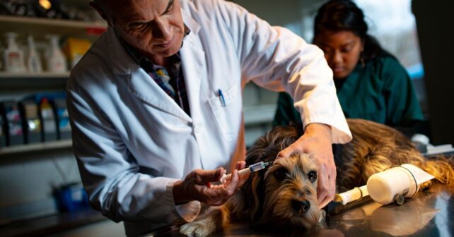 Ce parasite mortel pour les chiens et les chats pousse les autorités à autoriser un traitement en urgence