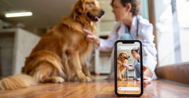 Ces astuces pour chiens vues sur TikTok peuvent être dangereuses alertent les vétérinaires