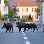Cinq sangliers traversent au petit matin une zone pavillonnaire de la banlieue de Grenoble en pleine ville