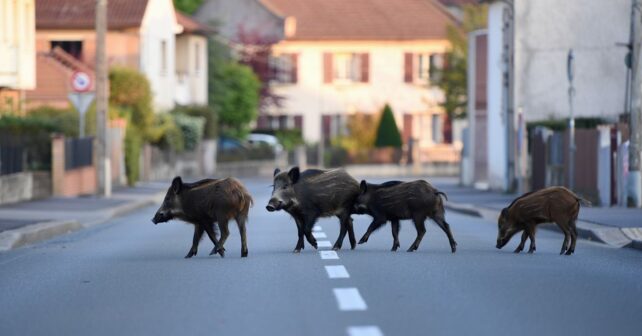 Cinq sangliers traversent au petit matin une zone pavillonnaire de la banlieue de Grenoble en pleine ville