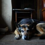 Combien de temps vit un Berger Allemand ? Espérance de vie et premiers signes du grand âge