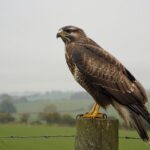 Comment sʼappelle le cri de la buse ? Et pourquoi on le confond souvent avec celui de lʼaigle