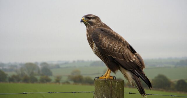 Comment sʼappelle le cri de la buse ? Et pourquoi on le confond souvent avec celui de lʼaigle