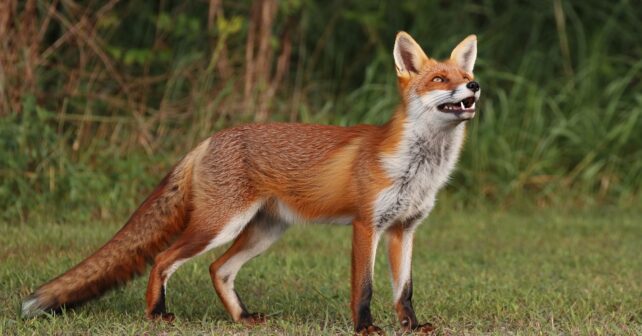 Comment sʼappelle vraiment le cri du renard ce son quʼon confond souvent avec un cri humain