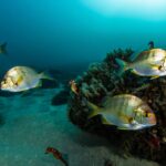 Comment une réserve marine a fait revenir les mérous et les hippocampes sur la côte de Banyuls en six ans
