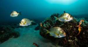 Comment une réserve marine a fait revenir les mérous et les hippocampes sur la côte de Banyuls en six ans