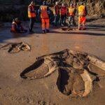 Des empreintes de dinosaures théropodes mises au jour sur un chantier près de Cahors